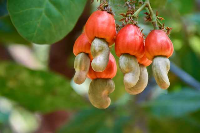 The Versatility of Cashew Trade Credebt